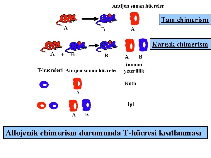 Tam chimerism Karışık chimerism Allojenik chimerism durumunda T-hücresi kısıtlanması 