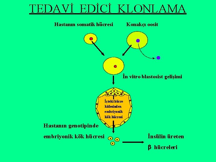 TEDAVİ EDİCİ KLONLAMA Hastanın somatik hücresi Konakçı oosit İn vitro blastosist gelişimi İçteki hücre