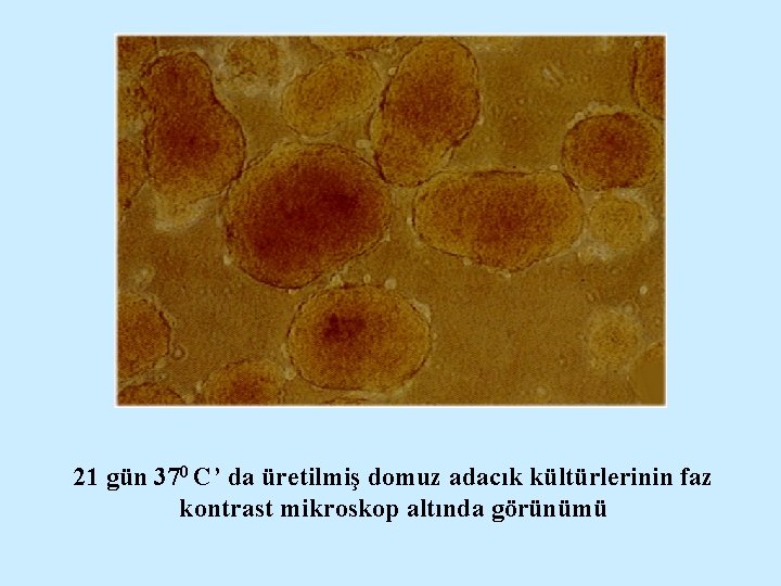 21 gün 370 C’ da üretilmiş domuz adacık kültürlerinin faz kontrast mikroskop altında görünümü