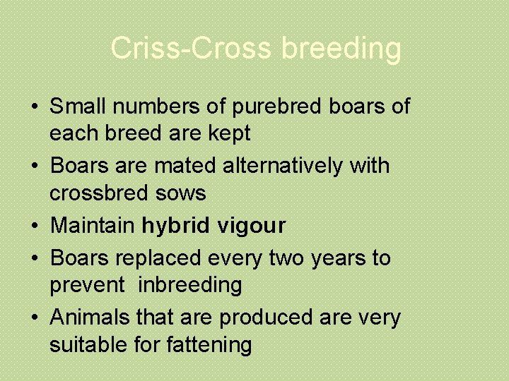 Criss-Cross breeding • Small numbers of purebred boars of each breed are kept •