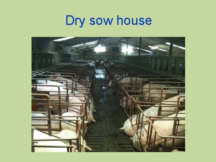 Dry sow house 