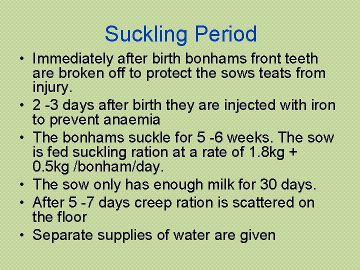 Suckling Period • Immediately after birth bonhams front teeth are broken off to protect