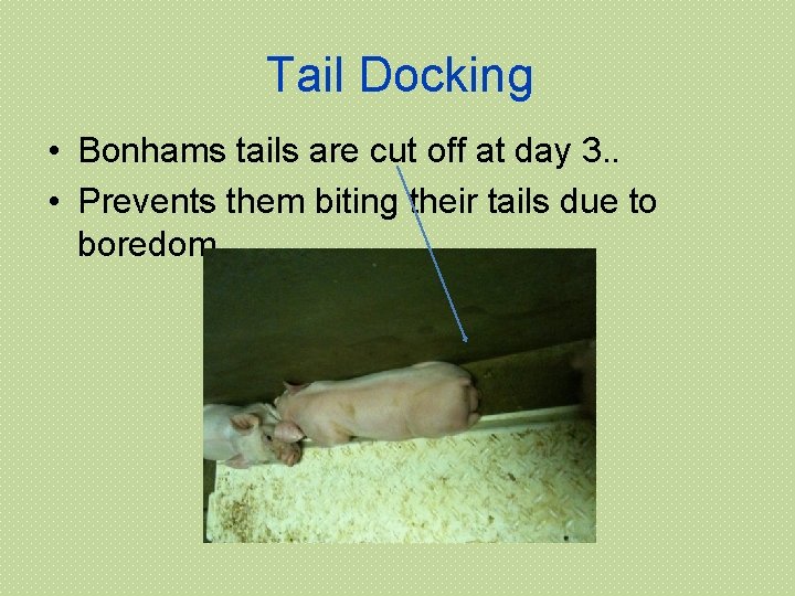 Tail Docking • Bonhams tails are cut off at day 3. . • Prevents