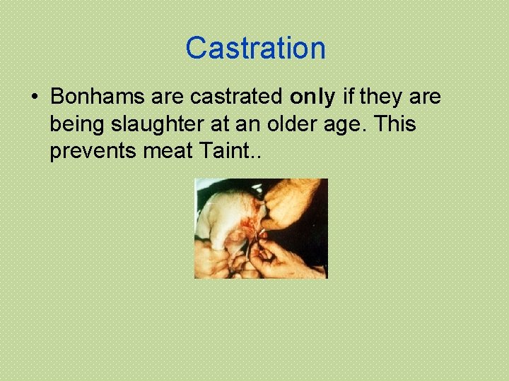 Castration • Bonhams are castrated only if they are being slaughter at an older