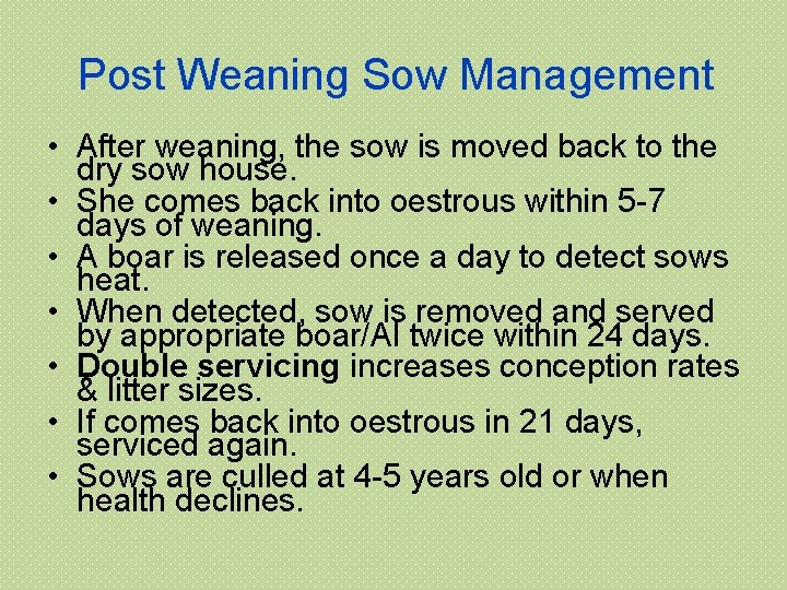 Post Weaning Sow Management • After weaning, the sow is moved back to the