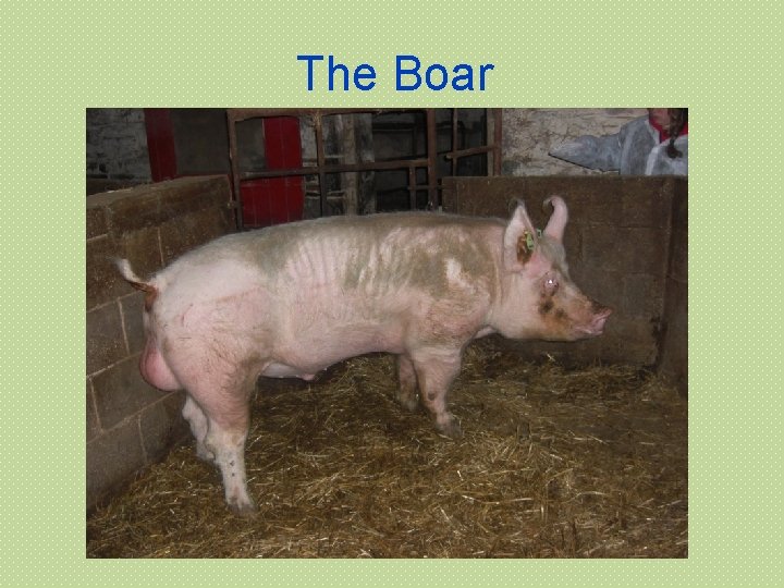 The Boar 
