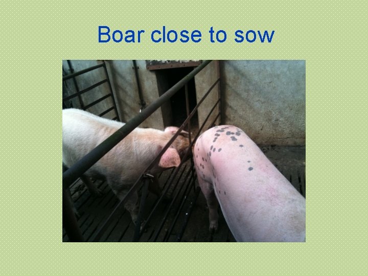 Boar close to sow 
