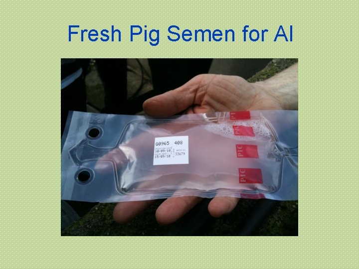 Fresh Pig Semen for AI 