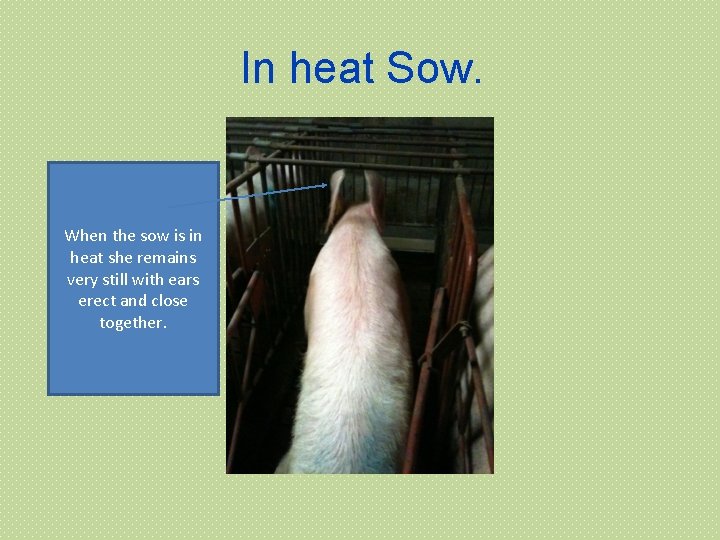 In heat Sow. When the sow is in heat she remains very still with