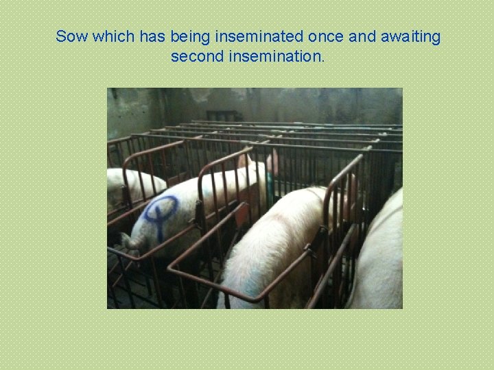 Sow which has being inseminated once and awaiting second insemination. 