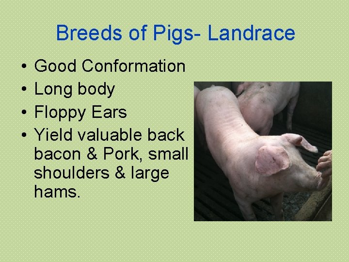 Breeds of Pigs- Landrace • • Good Conformation Long body Floppy Ears Yield valuable