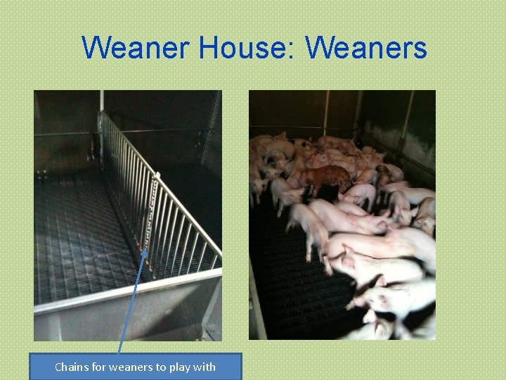 Weaner House: Weaners Chains for weaners to play with 