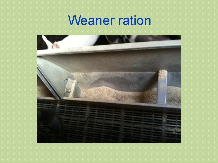 Weaner ration 