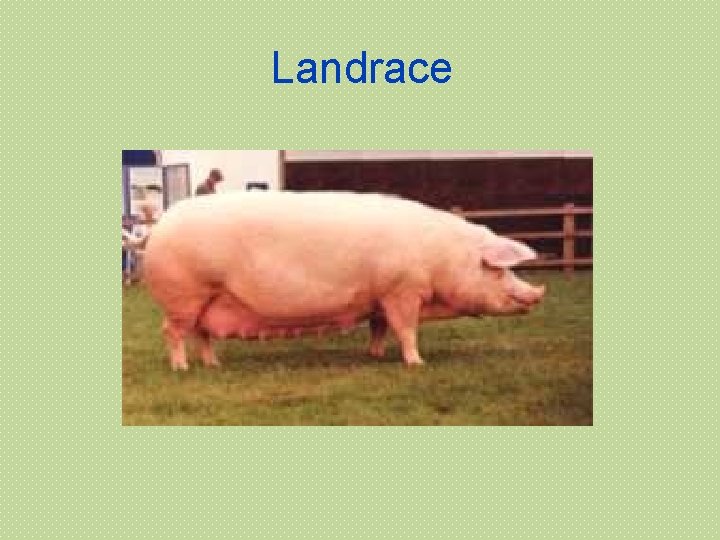 Landrace 