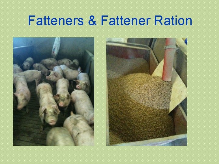 Fatteners & Fattener Ration 