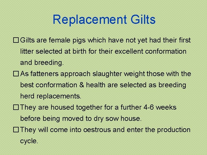 Replacement Gilts � Gilts are female pigs which have not yet had their first