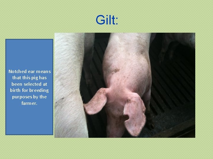 Gilt: Notched ear means that this pig has been selected at birth for breeding