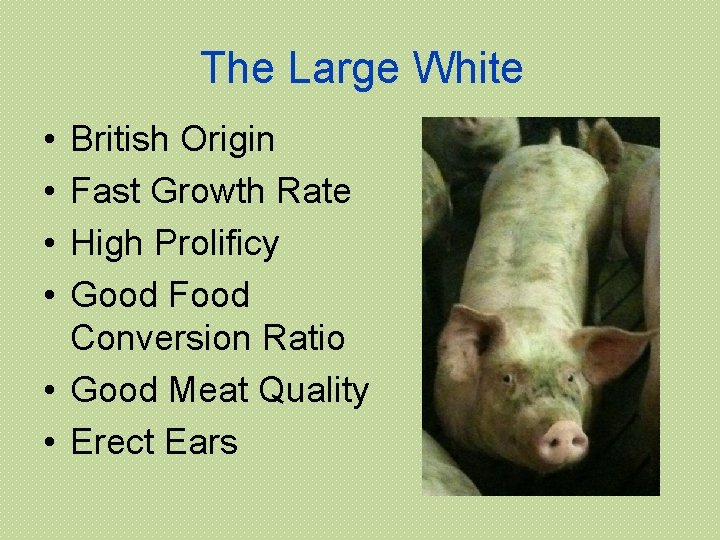 The Large White • • British Origin Fast Growth Rate High Prolificy Good Food