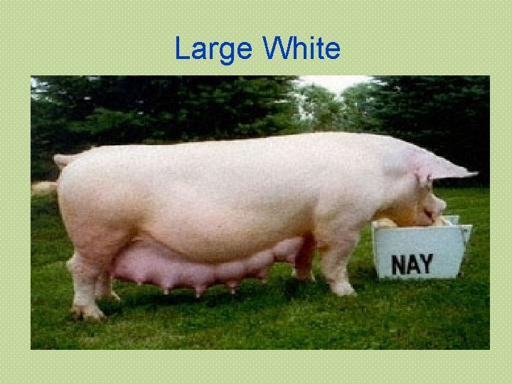 Large White 