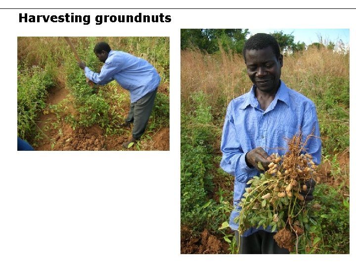 Harvesting groundnuts 42 