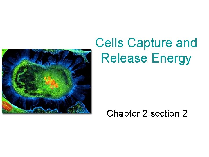 Cells Capture and Release Energy Chapter 2 section 2 