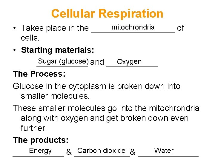 Cellular Respiration mitochrondria • Takes place in the _________ of cells. • Starting materials: