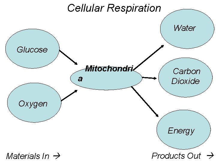 Cellular Respiration Water Glucose Mitochondri a Carbon Dioxide Oxygen Energy Materials In Products Out