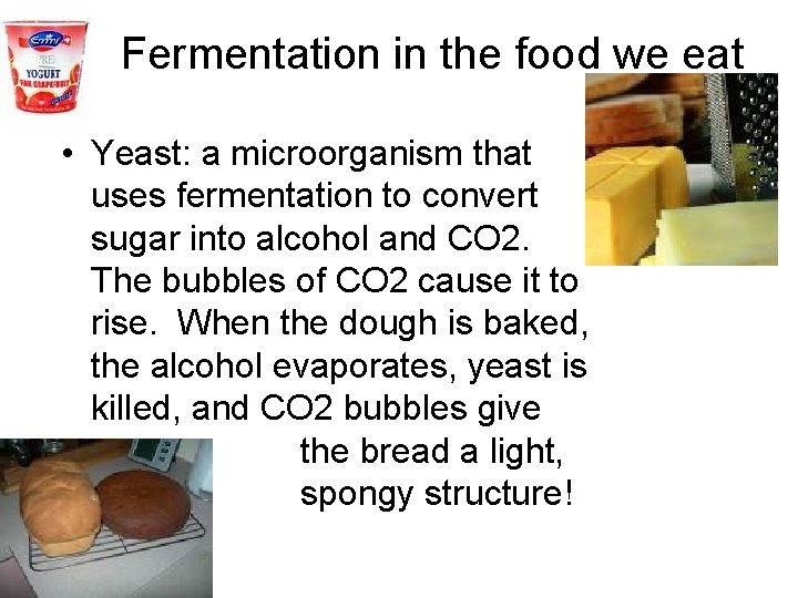 Fermentation in the food we eat • Yeast: a microorganism that uses fermentation to