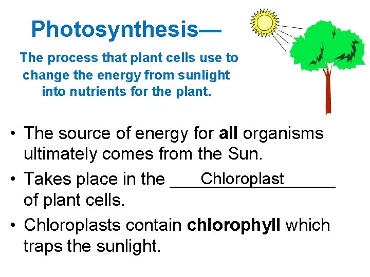 Photosynthesis— The process that plant cells use to change the energy from sunlight into