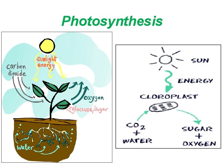 Photosynthesis 