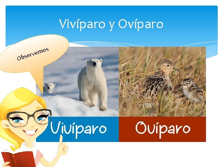 Vivíparo y Ovíparo O os m e v bser 