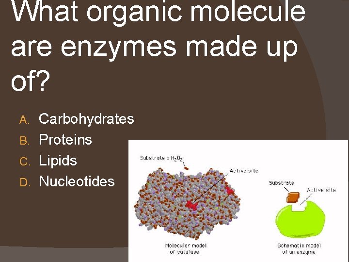 What organic molecule are enzymes made up of? Carbohydrates B. Proteins C. Lipids D.