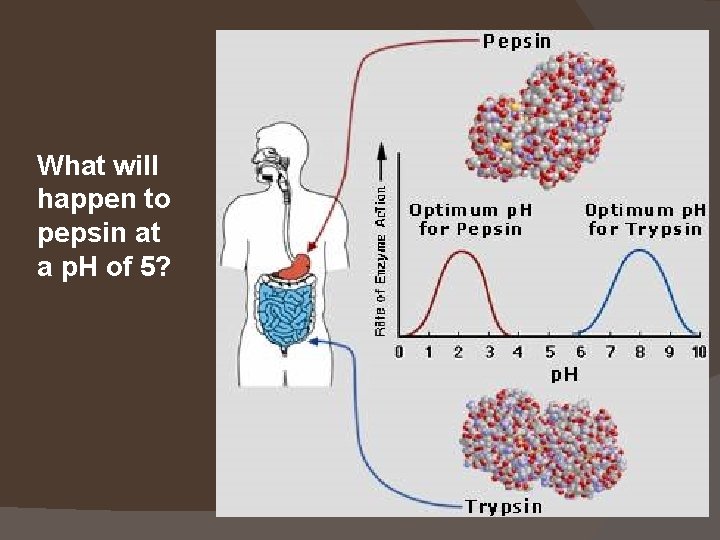 What will happen to pepsin at a p. H of 5? 