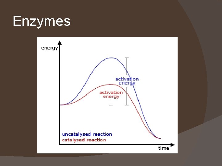 Enzymes 