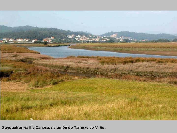 Xunqueiras na Illa Canosa, na unión do Tamuxe co Miño. 