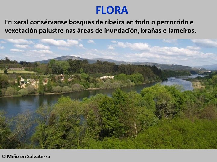 FLORA En xeral consérvanse bosques de ribeira en todo o percorrido e vexetación palustre