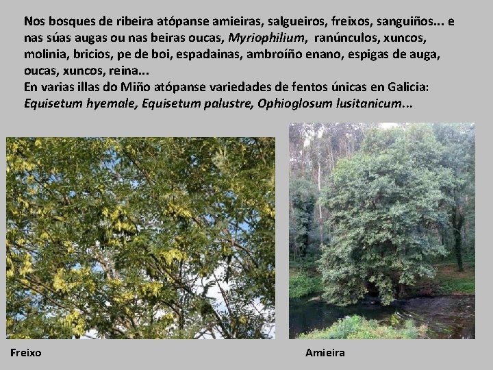 Nos bosques de ribeira atópanse amieiras, salgueiros, freixos, sanguiños. . . e nas súas