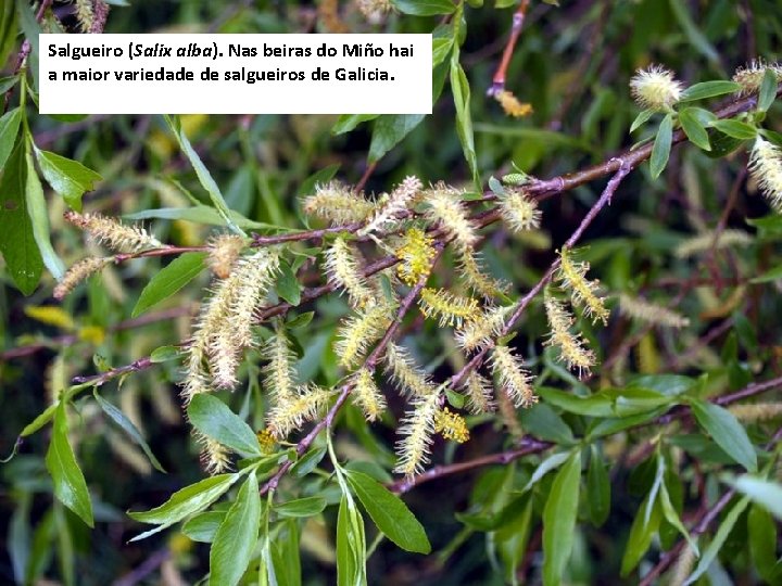 Salgueiro (Salix alba). Nas beiras do Miño hai a maior variedade de salgueiros de