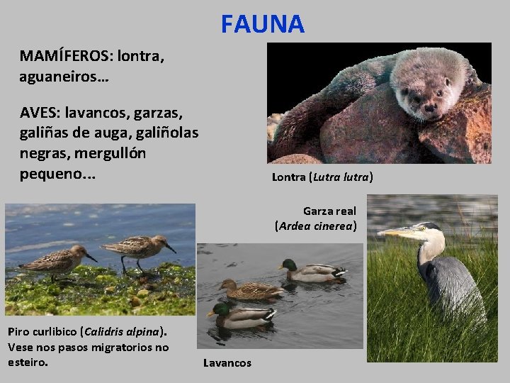 FAUNA MAMÍFEROS: lontra, aguaneiros… AVES: lavancos, garzas, galiñas de auga, galiñolas negras, mergullón pequeno.