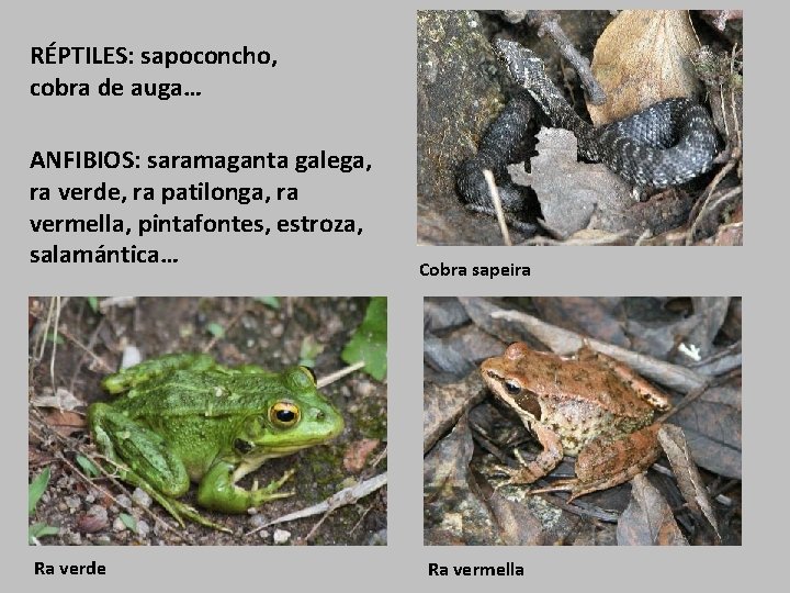 RÉPTILES: sapoconcho, cobra de auga… ANFIBIOS: saramaganta galega, ra verde, ra patilonga, ra vermella,