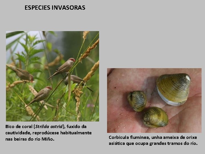 ESPECIES INVASORAS Bico de coral (Strilda astrid), fuxido da cautividade, reprodúcese habitualmente nas beiras