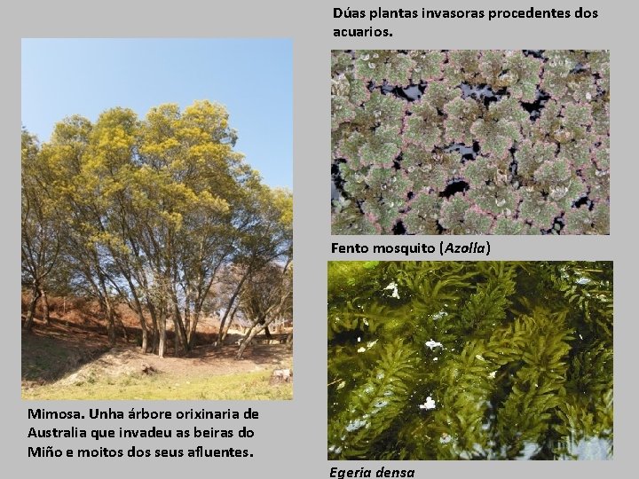 Dúas plantas invasoras procedentes dos acuarios. Fento mosquito (Azolla) Mimosa. Unha árbore orixinaria de