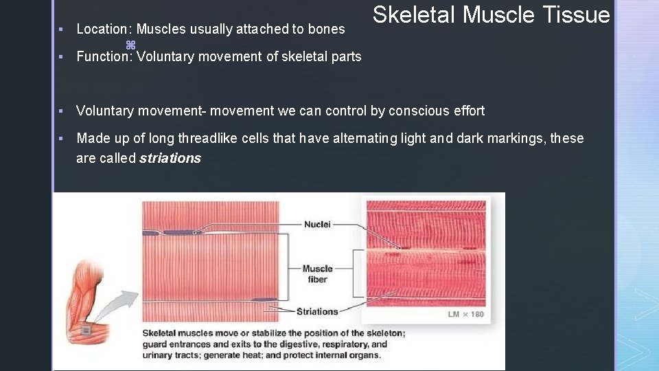 § Location: Muscles usually attached to bones z § Function: Voluntary movement of skeletal