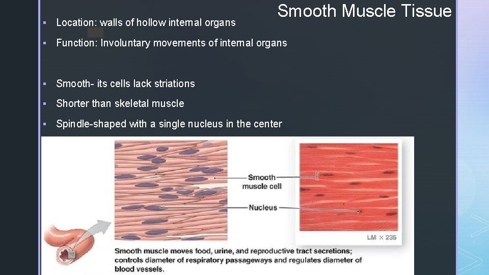 Smooth Muscle Tissue § Location: walls of hollow internal organs z § Function: Involuntary