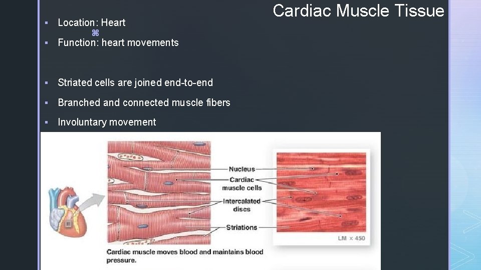 § Location: Heart z § Function: heart movements § Striated cells are joined end-to-end