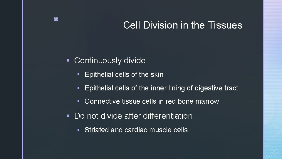 z Cell Division in the Tissues § Continuously divide § Epithelial cells of the