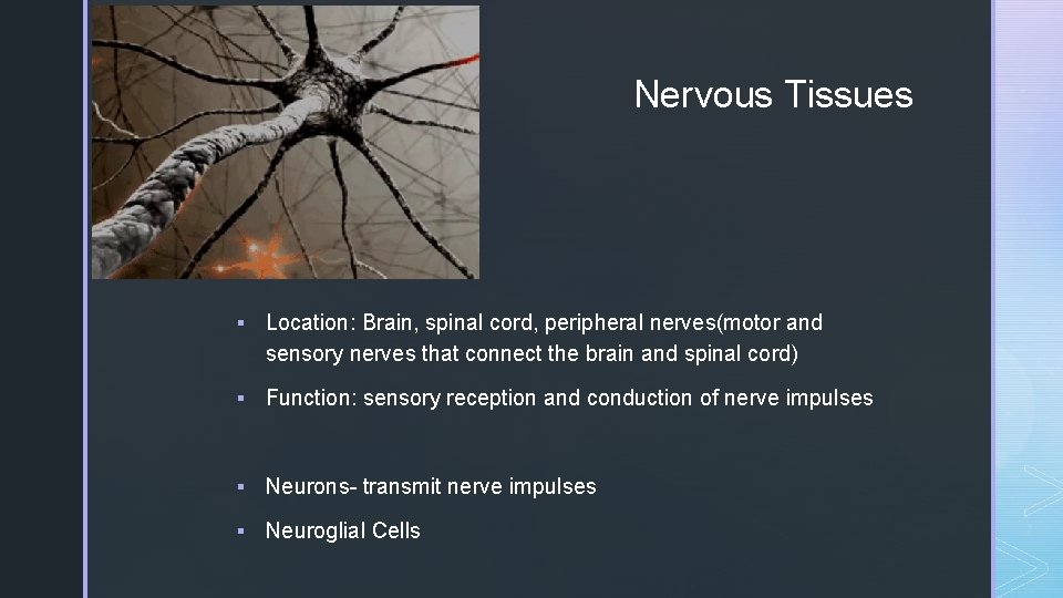 z Nervous Tissues § Location: Brain, spinal cord, peripheral nerves(motor and sensory nerves that