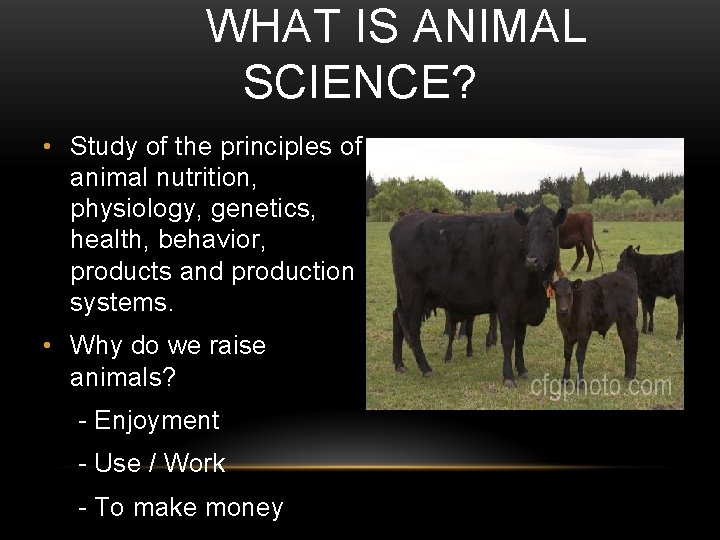 WHAT IS ANIMAL SCIENCE? • Study of the principles of animal nutrition, physiology, genetics,