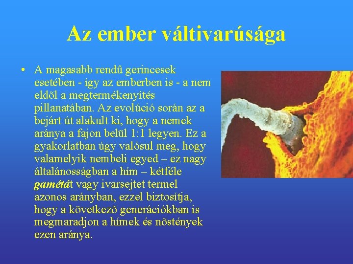 Az ember váltivarúsága • A magasabb rendû gerincesek esetében - így az emberben is