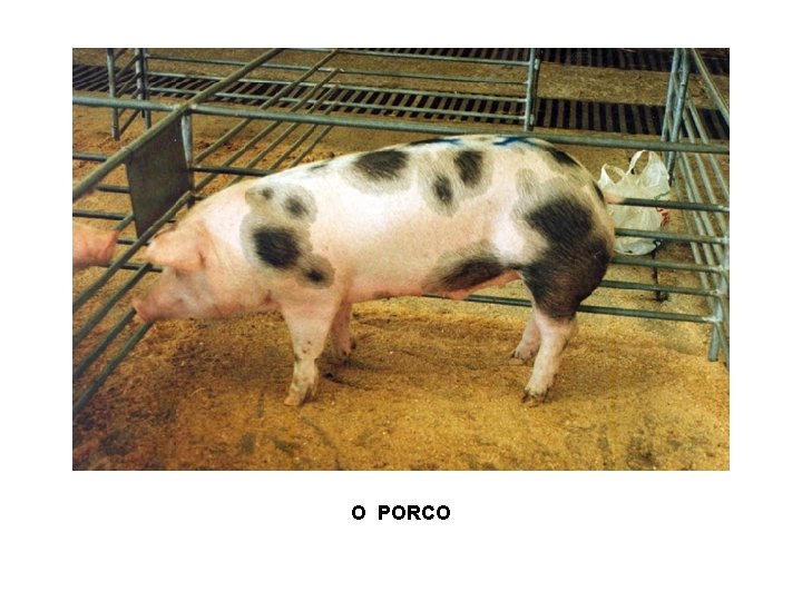 O PORCO 